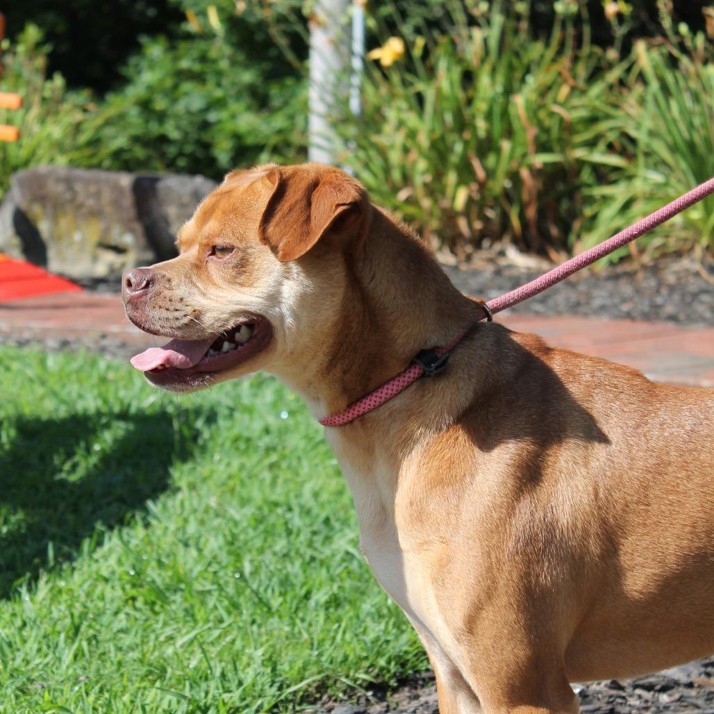 Enlarge Max, a Adoptable Mixed Breed in Blairsville, GA image 1/6