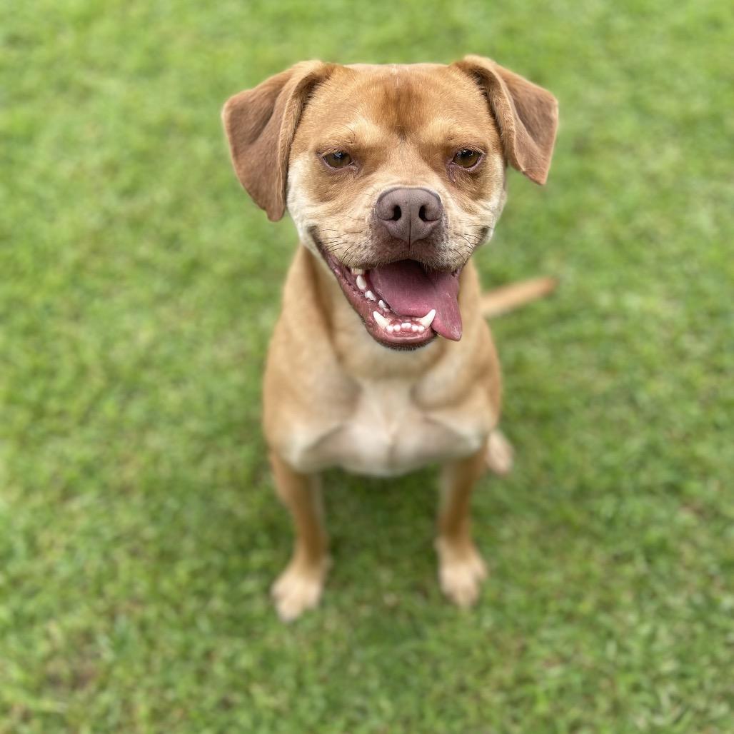 Enlarge Max, a Adoptable Mixed Breed in Blairsville, GA image 2/6