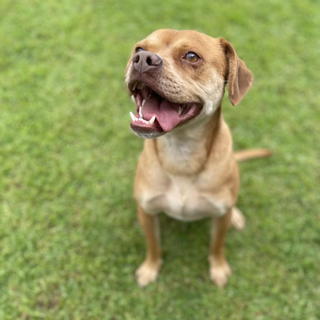 Enlarge Max, a Adoptable Mixed Breed in Blairsville, GA image 3/6