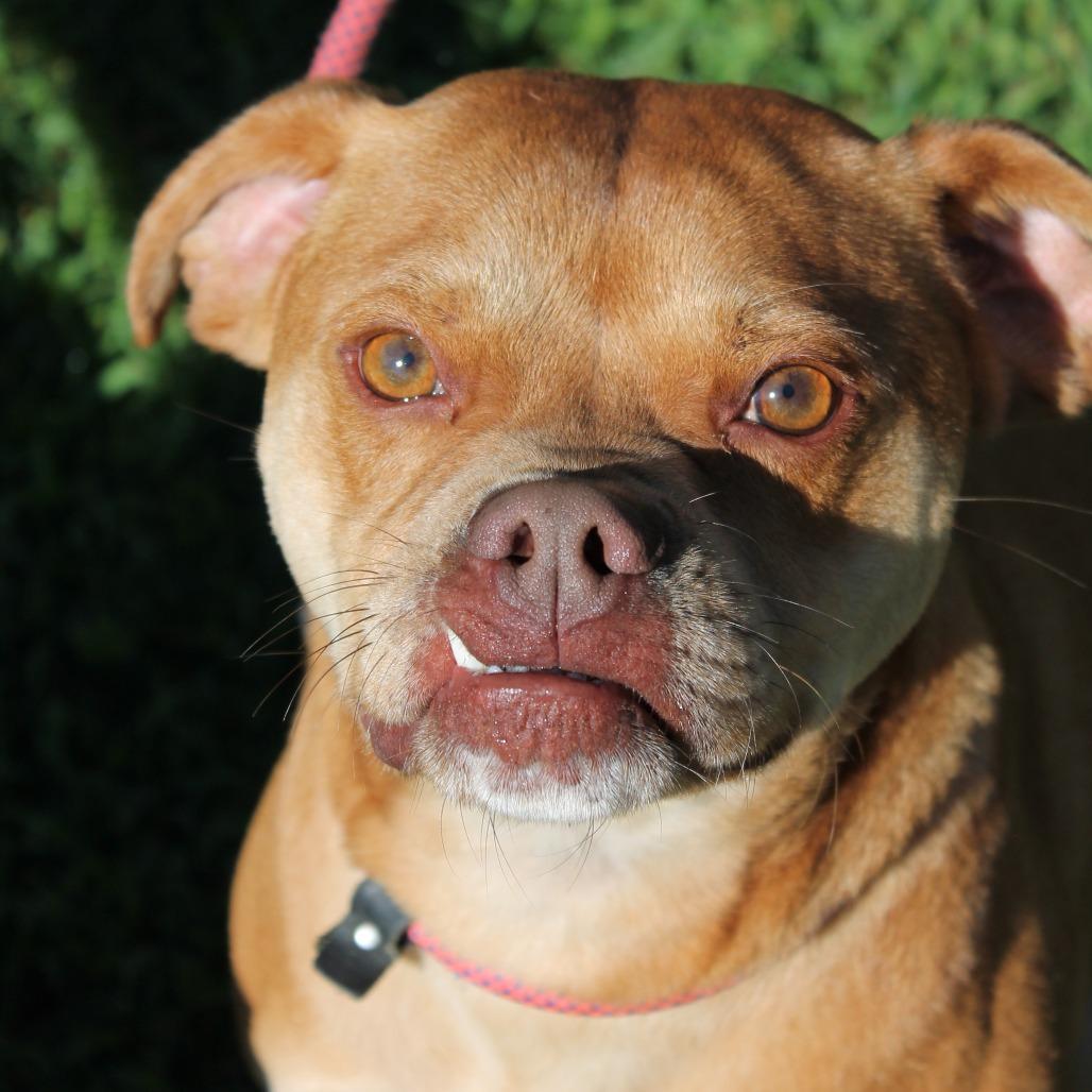 Enlarge Max, a Adoptable Mixed Breed in Blairsville, GA image 4/6