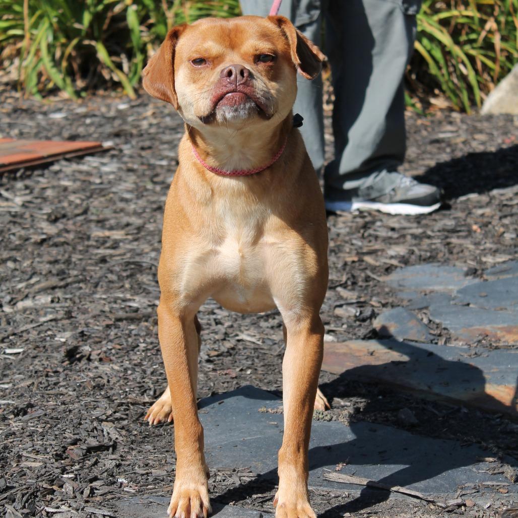 Enlarge Max, a Adoptable Mixed Breed in Blairsville, GA image 5/6