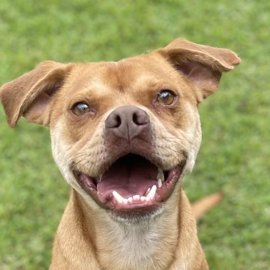 Enlarge Max, a Adoptable Mixed Breed in Blairsville, GA image 6/6