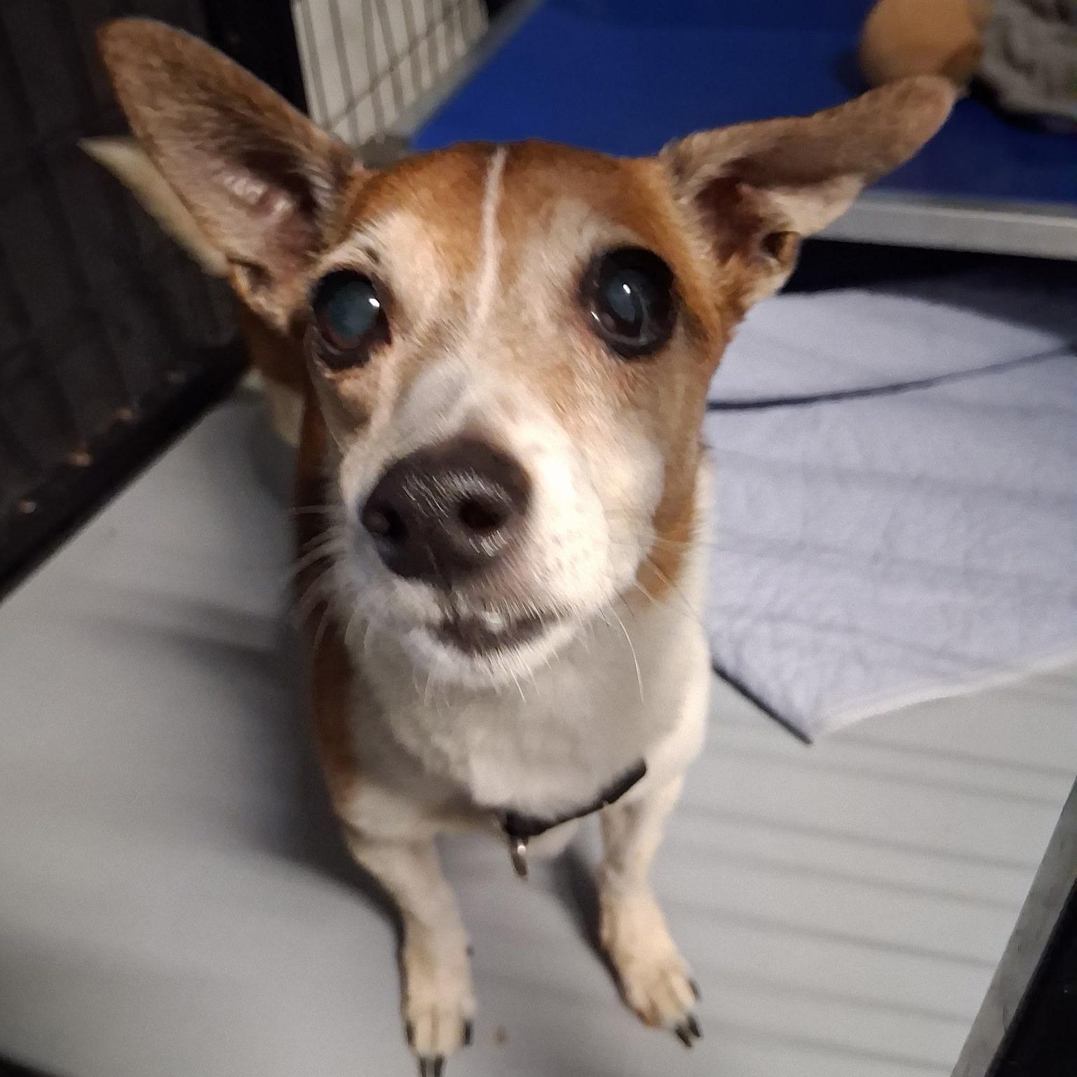 Puddles, adopted, Senior Male Chihuahua.