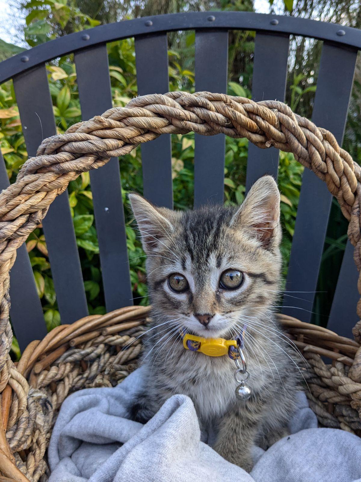 Enlarge Marc, a Adopted American Shorthair in Charlotte, NC image 1/4