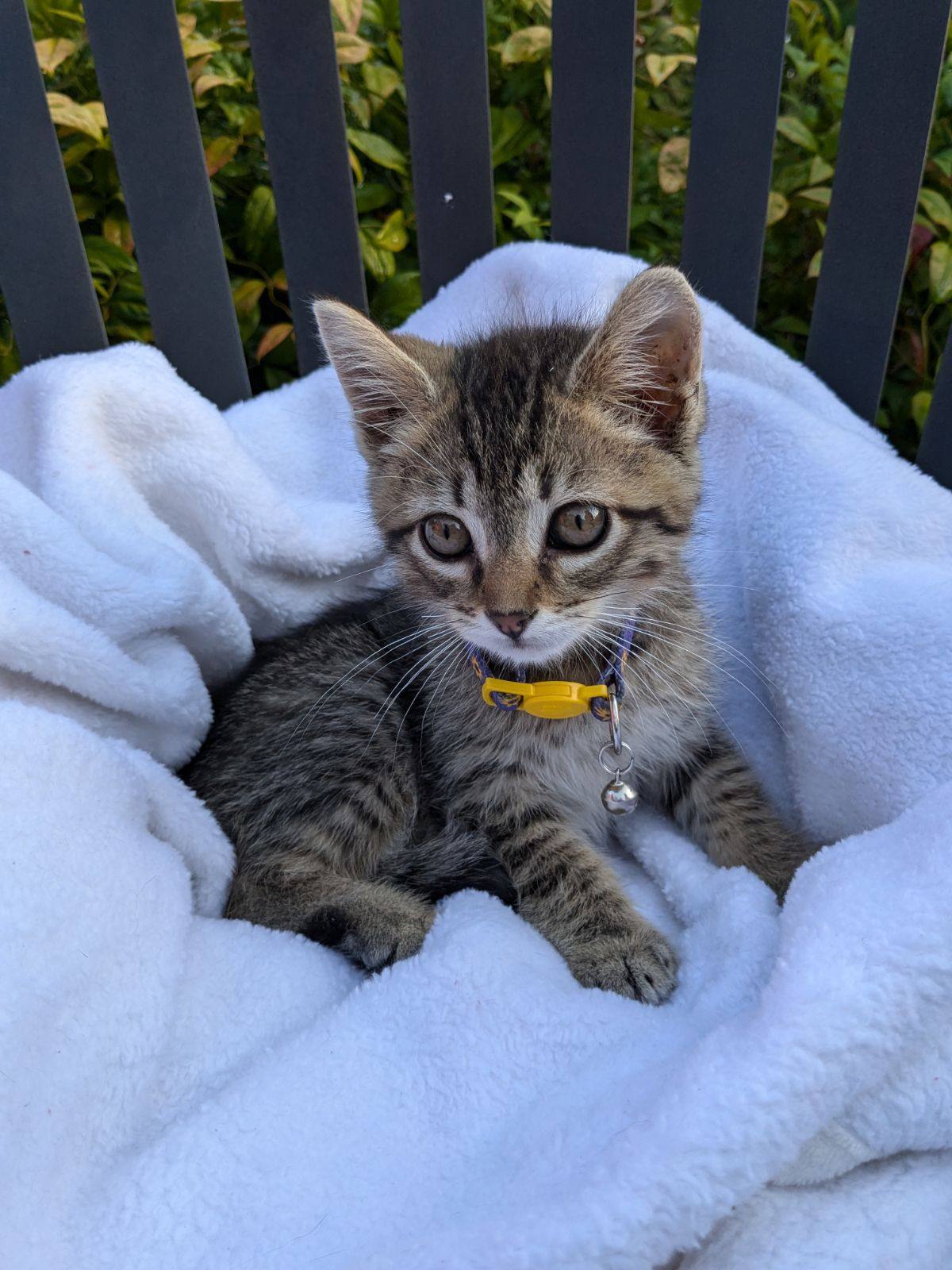 Enlarge Marc, a Adopted American Shorthair in Charlotte, NC image 2/4