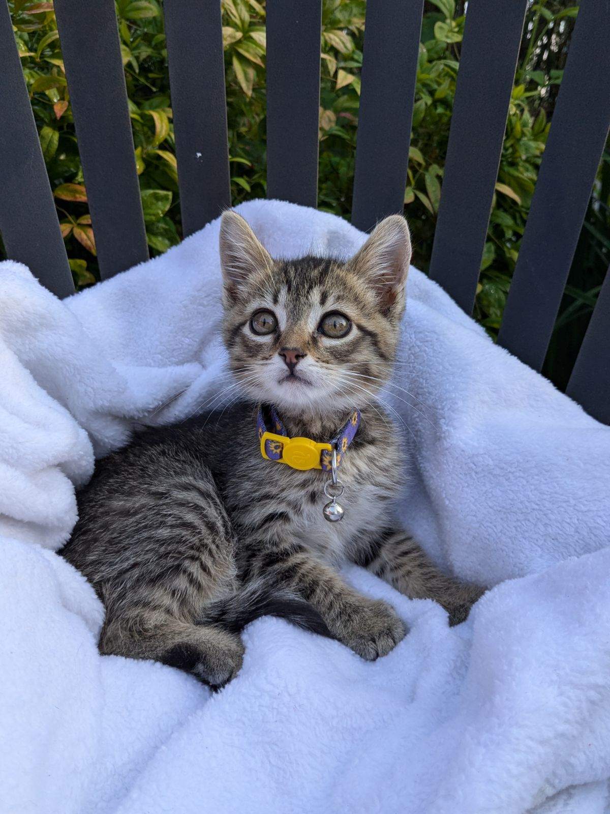 Enlarge Marc, a Adopted American Shorthair in Charlotte, NC image 3/4