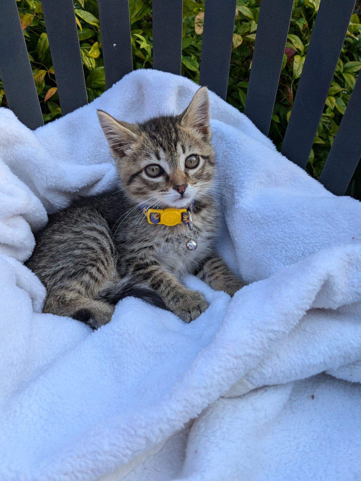 Enlarge Marc, a Adopted American Shorthair in Charlotte, NC image 4/4
