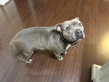 Enlarge Shakira, a Adoptable mixed breed in Atlanta, GA image 1/3