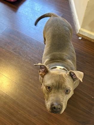 Enlarge Shakira, a Adoptable mixed breed in Atlanta, GA image 2/3