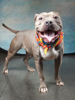 Enlarge Shakira, a Adoptable mixed breed in Atlanta, GA image 3/3
