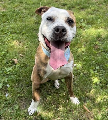 Sophie, Adoptable, Adult Female Mixed Breed & Mixed Breed.