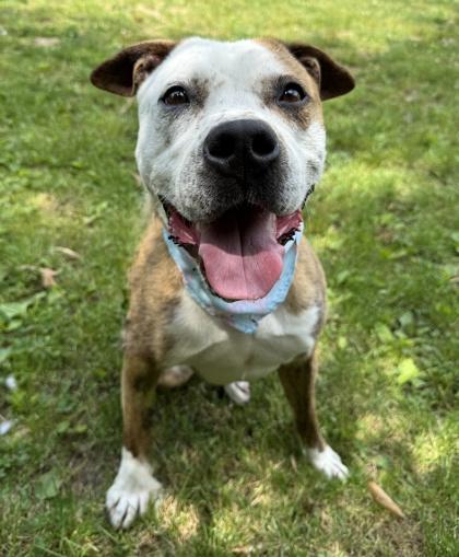 Enlarge Sophie, a Adoptable Mixed Breed in Washington, DC image 2/3