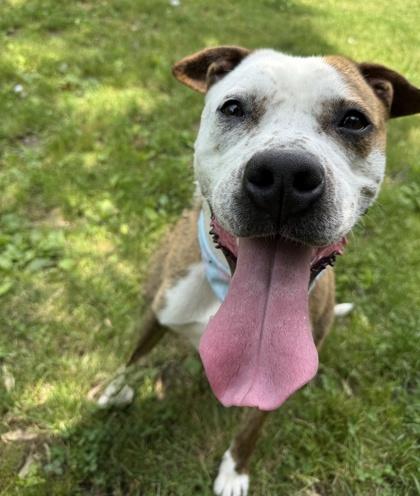 Enlarge Sophie, a Adoptable Mixed Breed in Washington, DC image 3/3