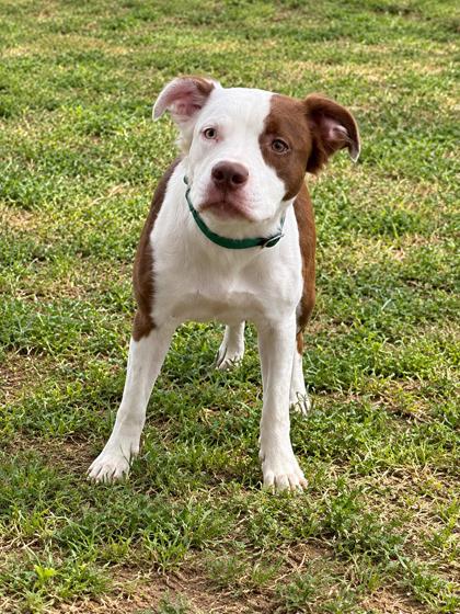 Opal, Adoptable, Young Female Pit Bull Terrier & Boxer.