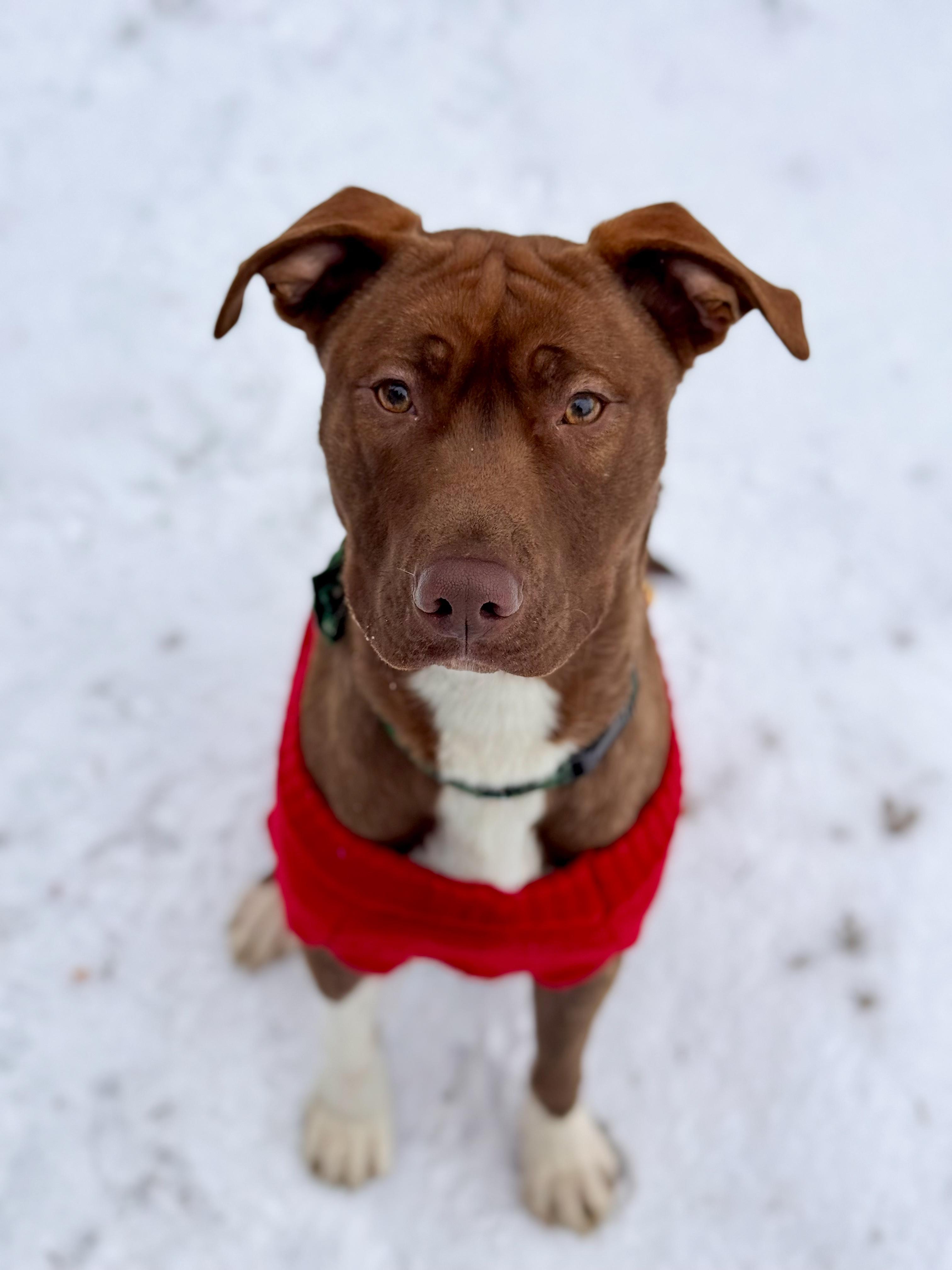 Hudson, a Adoptable mixed breed in Sudbury, MA image 1/2