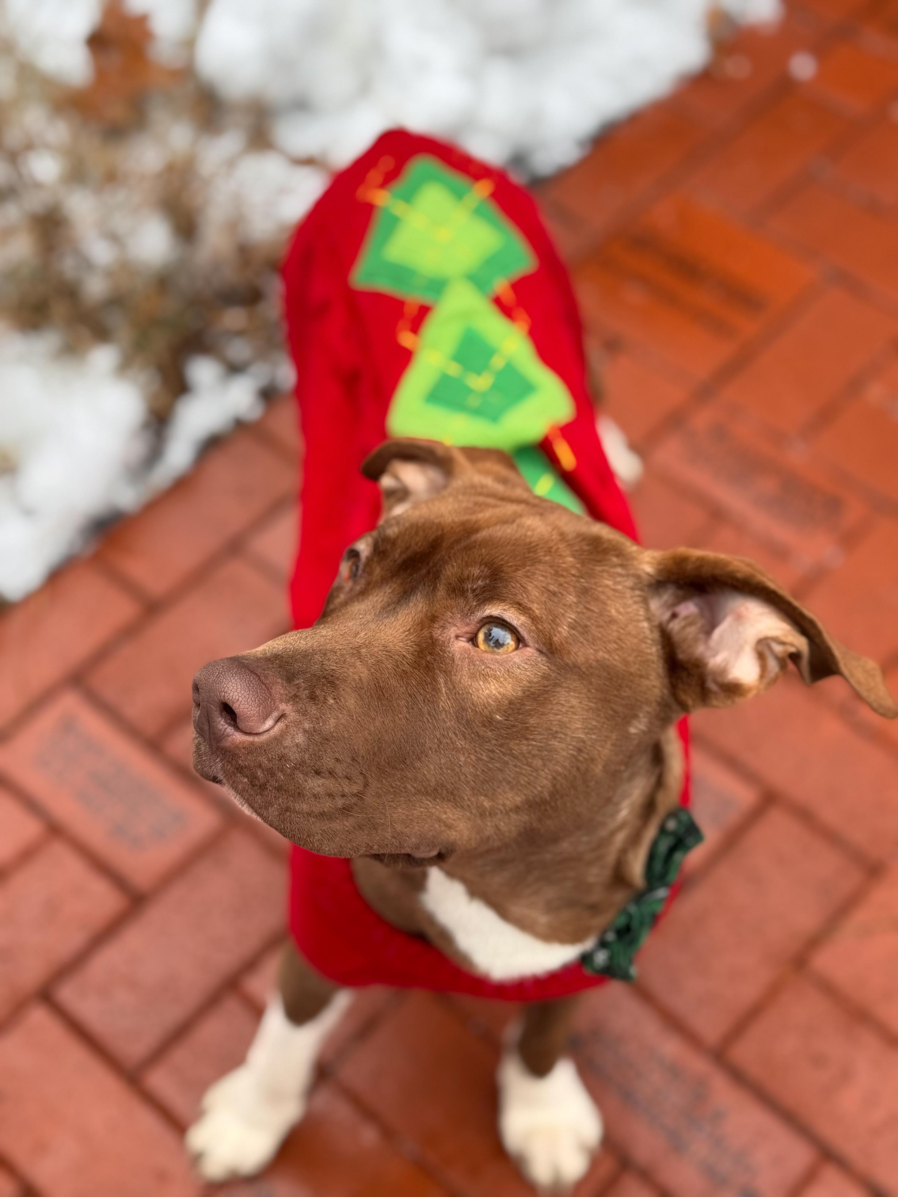 Hudson, a Adoptable mixed breed in Sudbury, MA image 2/2