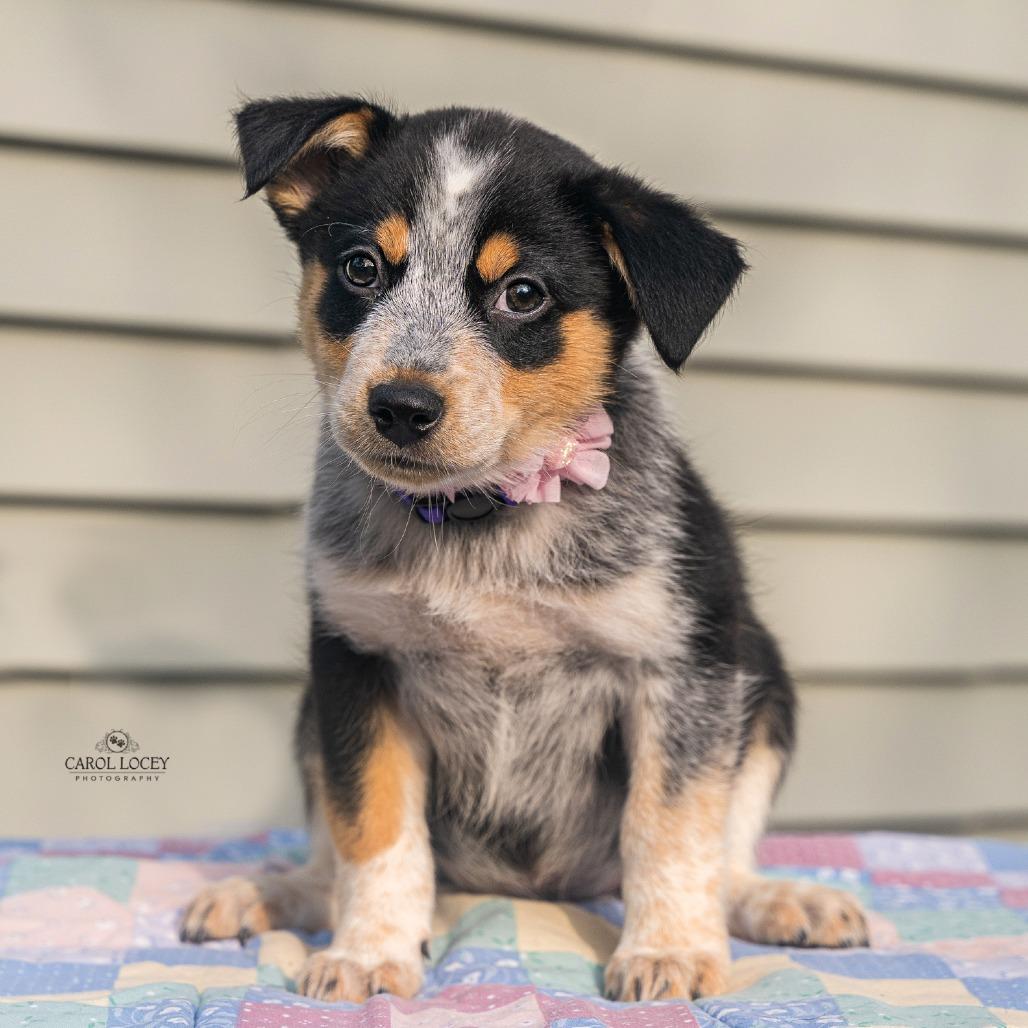 Enlarge Lady, a Adoptable mixed breed in Cincinnati, OH image 1/3