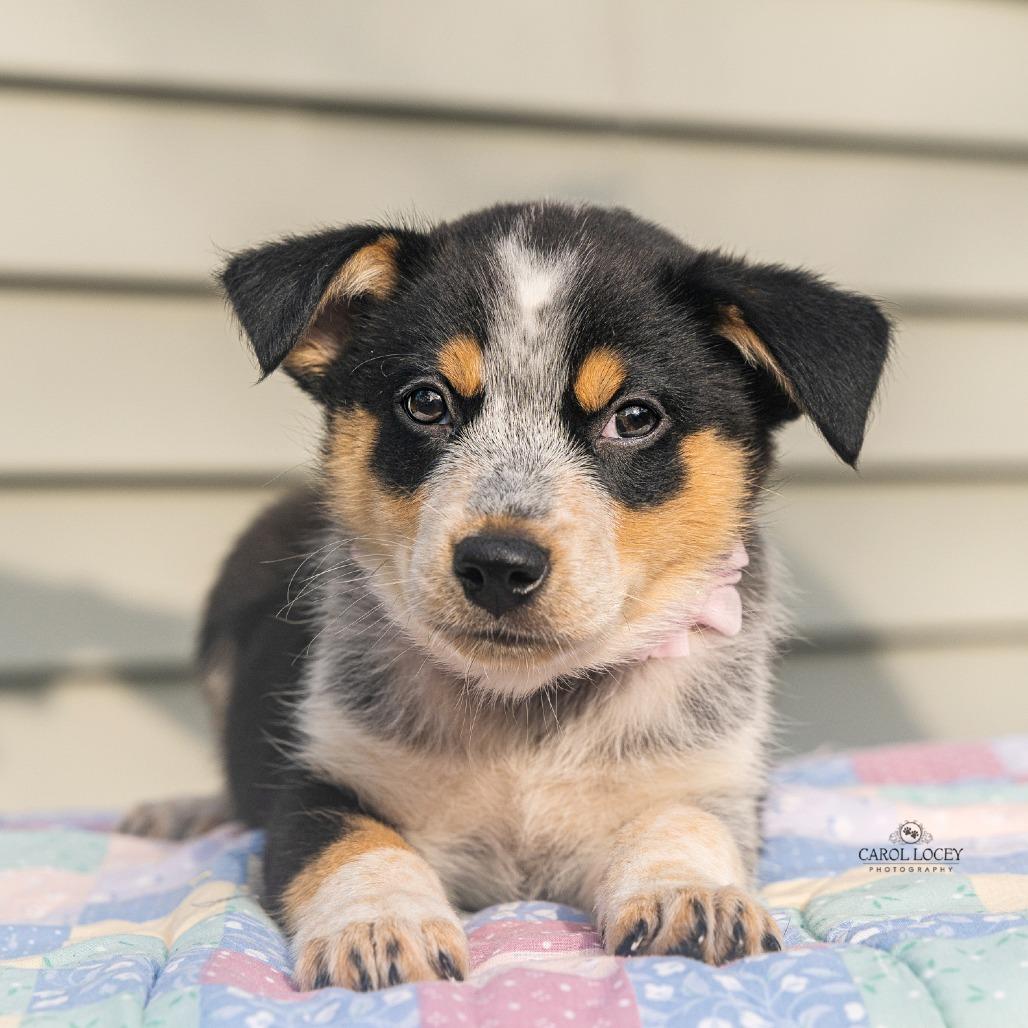 Enlarge Lady, a Adoptable mixed breed in Cincinnati, OH image 2/3
