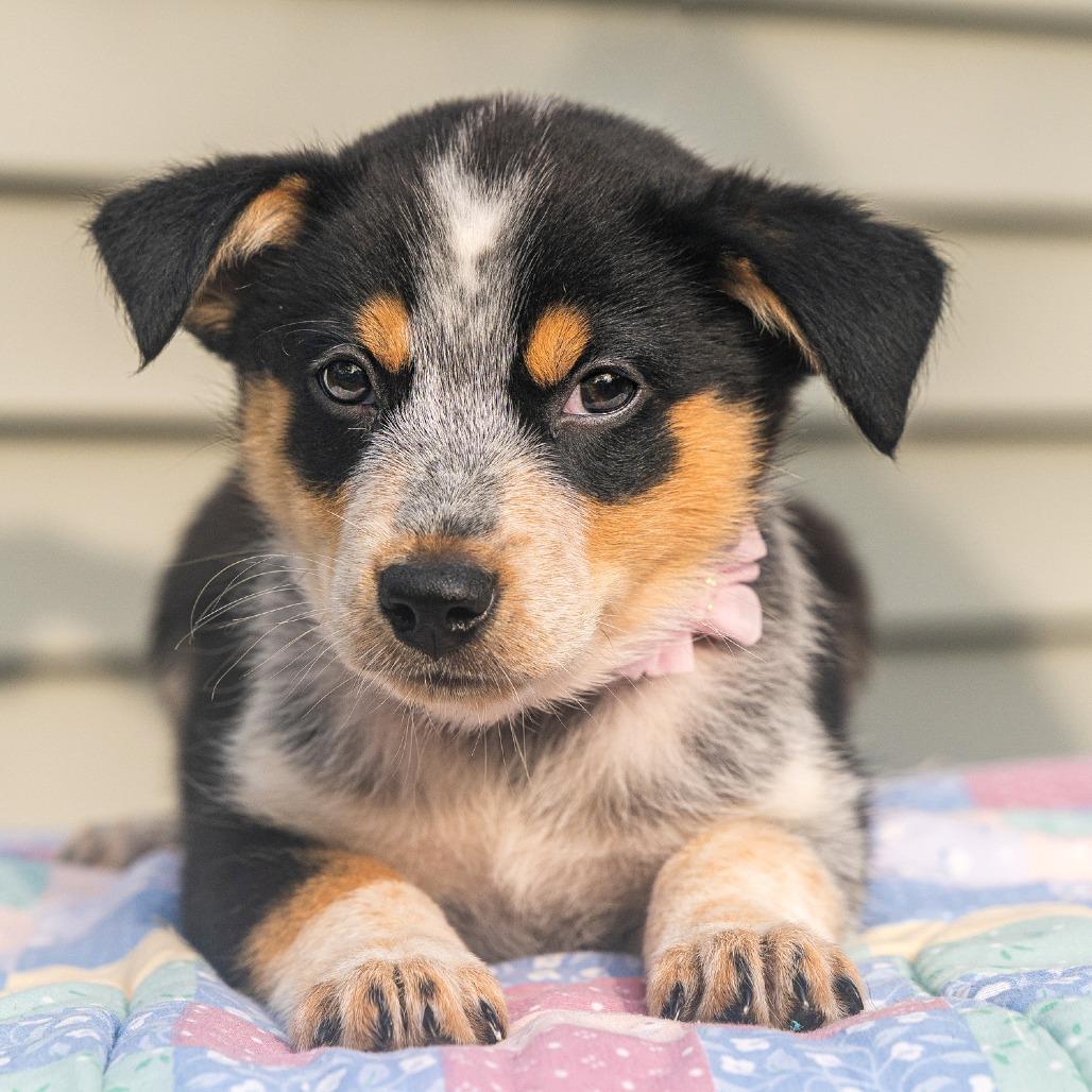 Enlarge Lady, a Adoptable mixed breed in Cincinnati, OH image 3/3