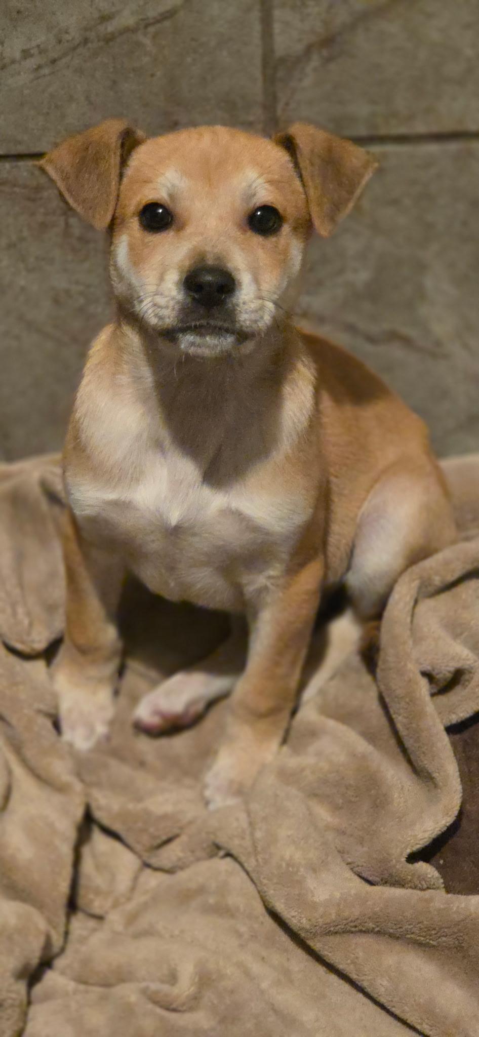 Charlie, ADOPTABLE, Puppy Male Boxer & Labrador Retriever.