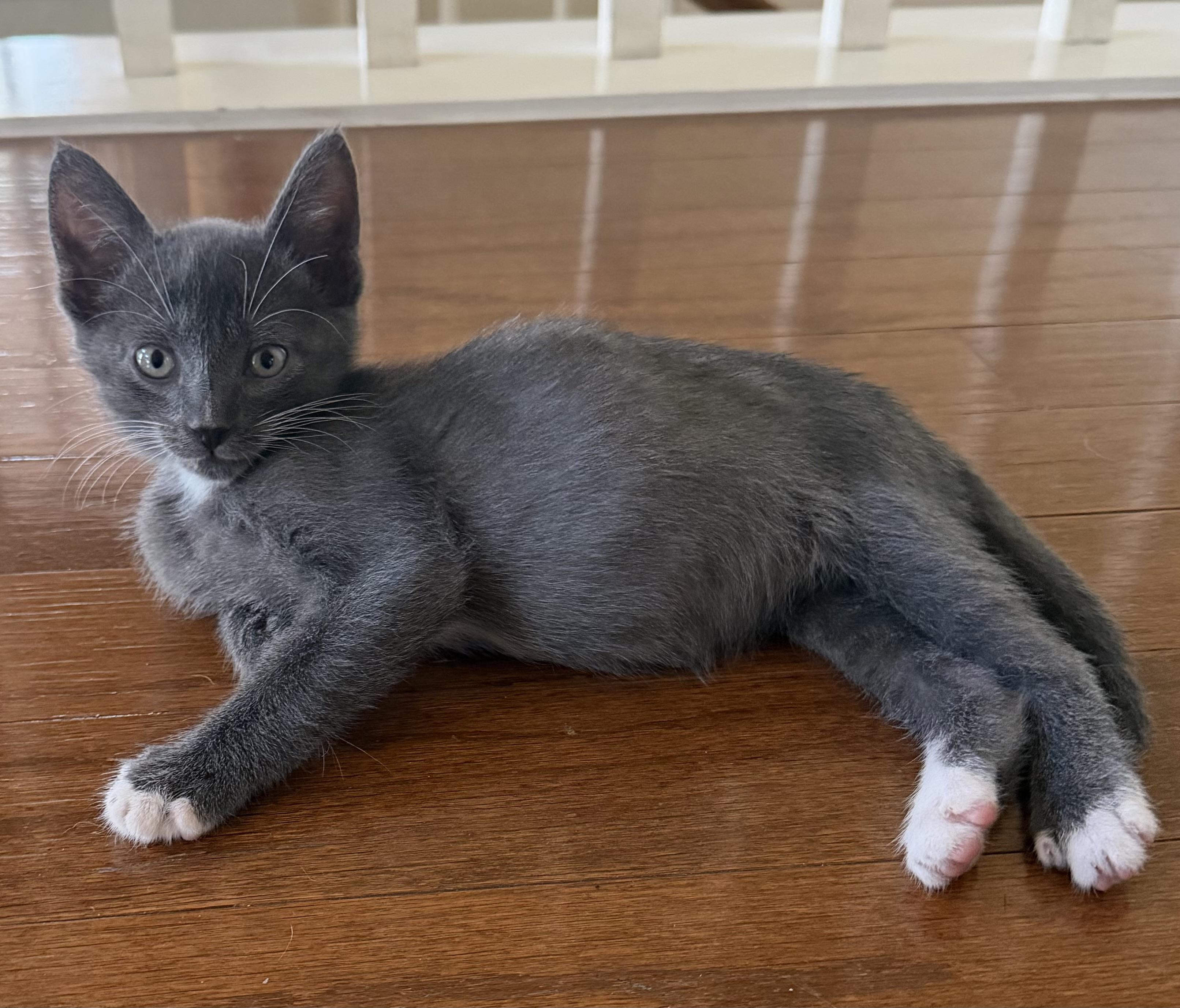 Enlarge Xavi, a Adopted Domestic Short Hair in Austin, TX image 2/5