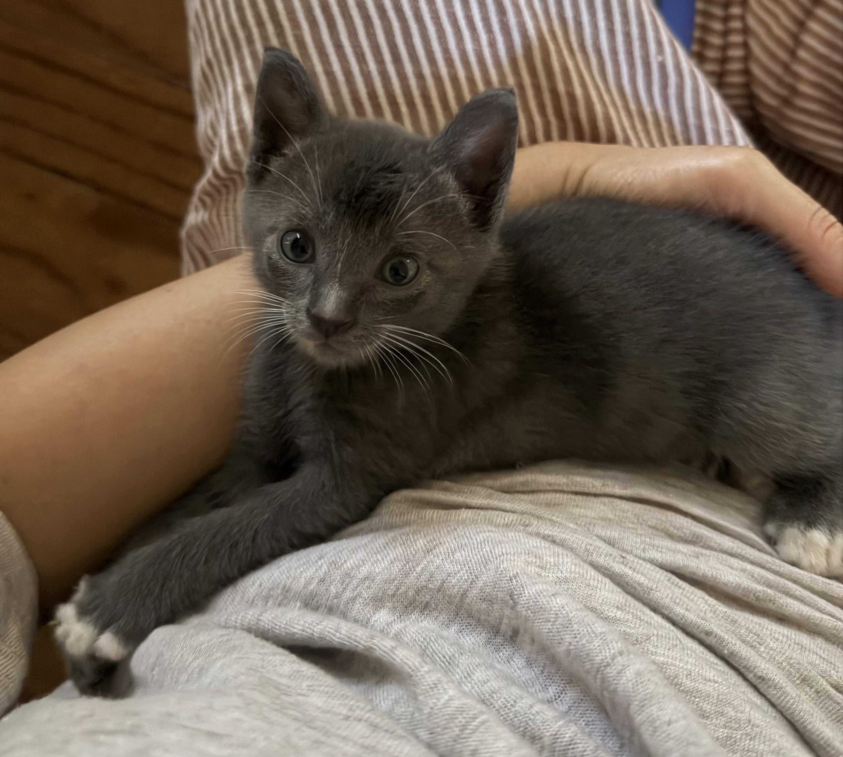 Enlarge Xavi, a Adopted Domestic Short Hair in Austin, TX image 3/5