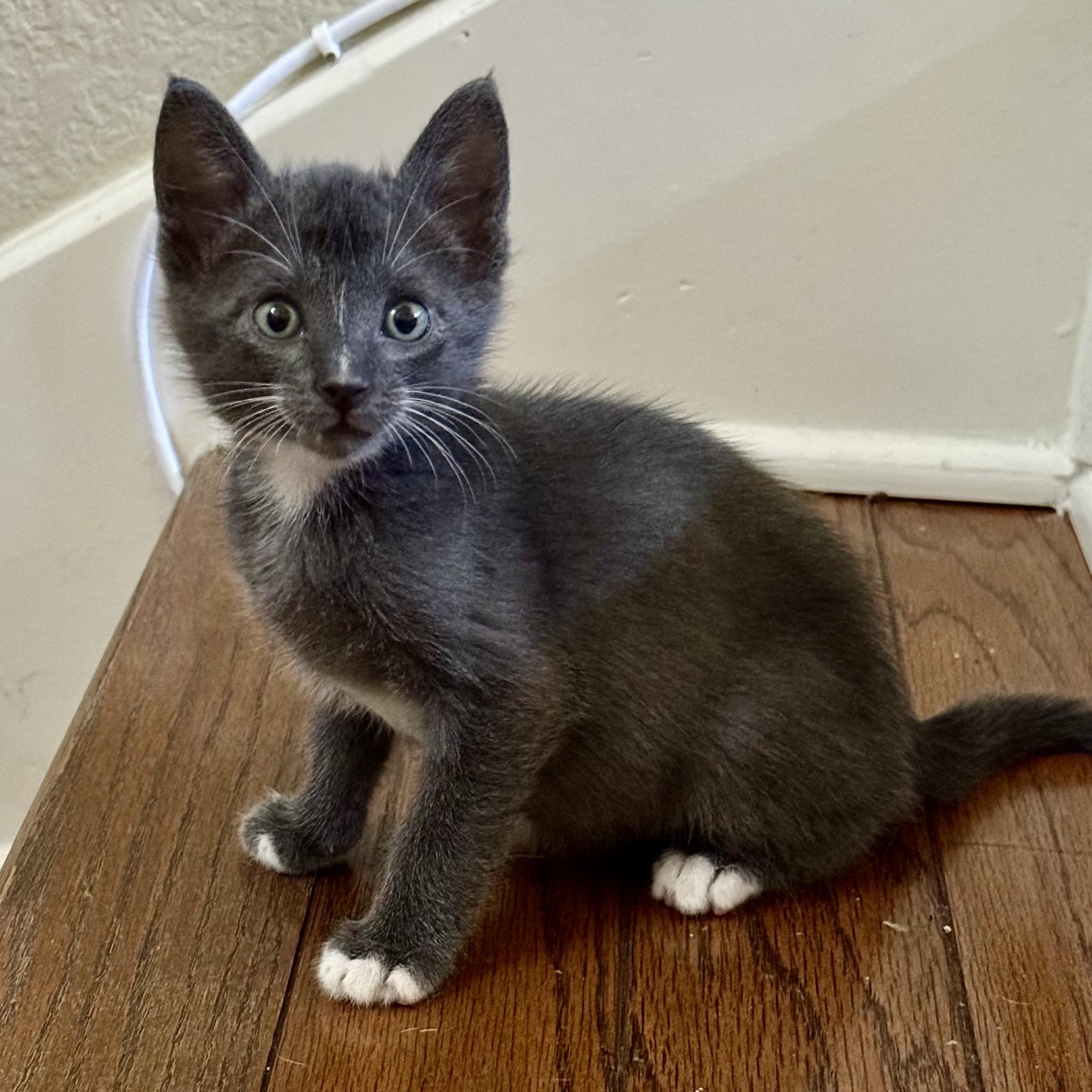 Enlarge Xavi, a Adopted Domestic Short Hair in Austin, TX image 1/5