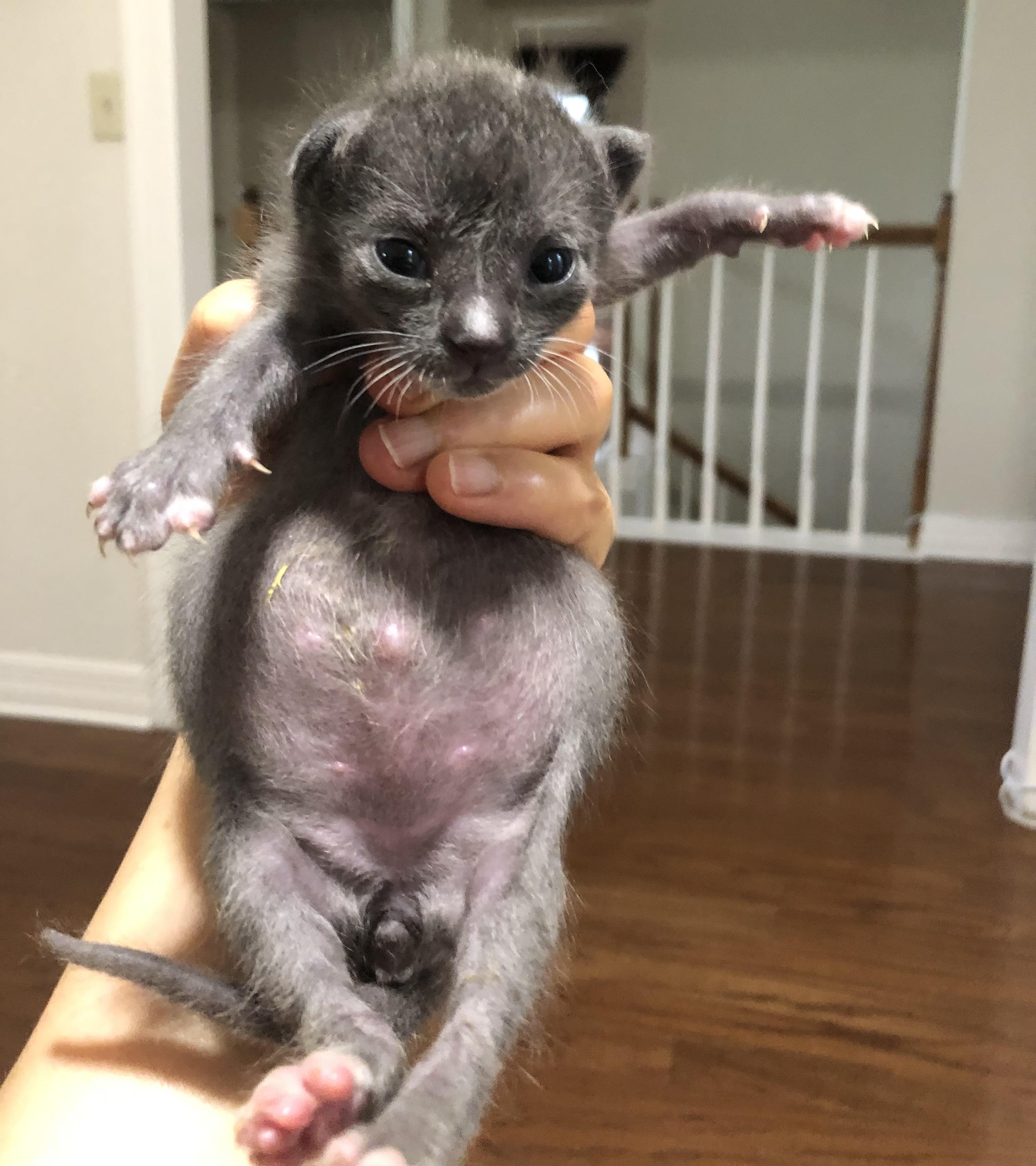 Enlarge Xavi, a Adopted Domestic Short Hair in Austin, TX image 5/5