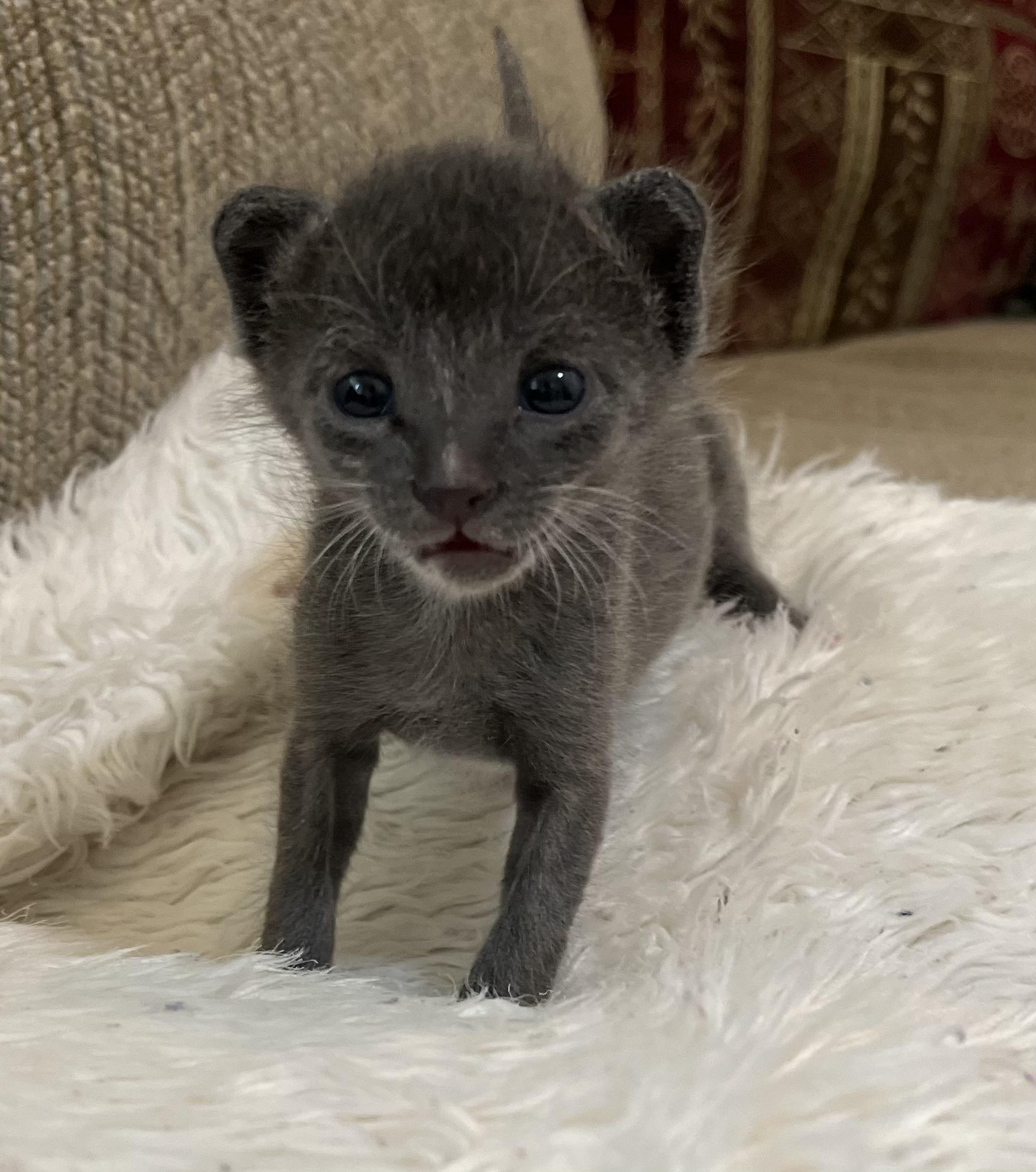 Enlarge Xavi, a Adopted Domestic Short Hair in Austin, TX image 4/5