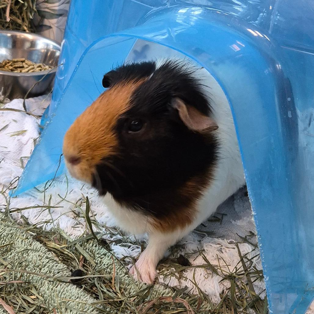 Clara, Adoptable, Adult Female Guinea Pig.