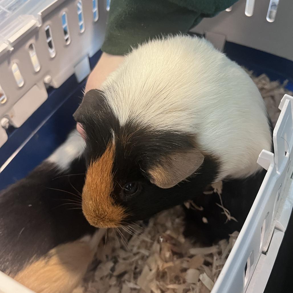 Enlarge Clara, a Adoptable Guinea Pig in Fairport, NY image 1/1