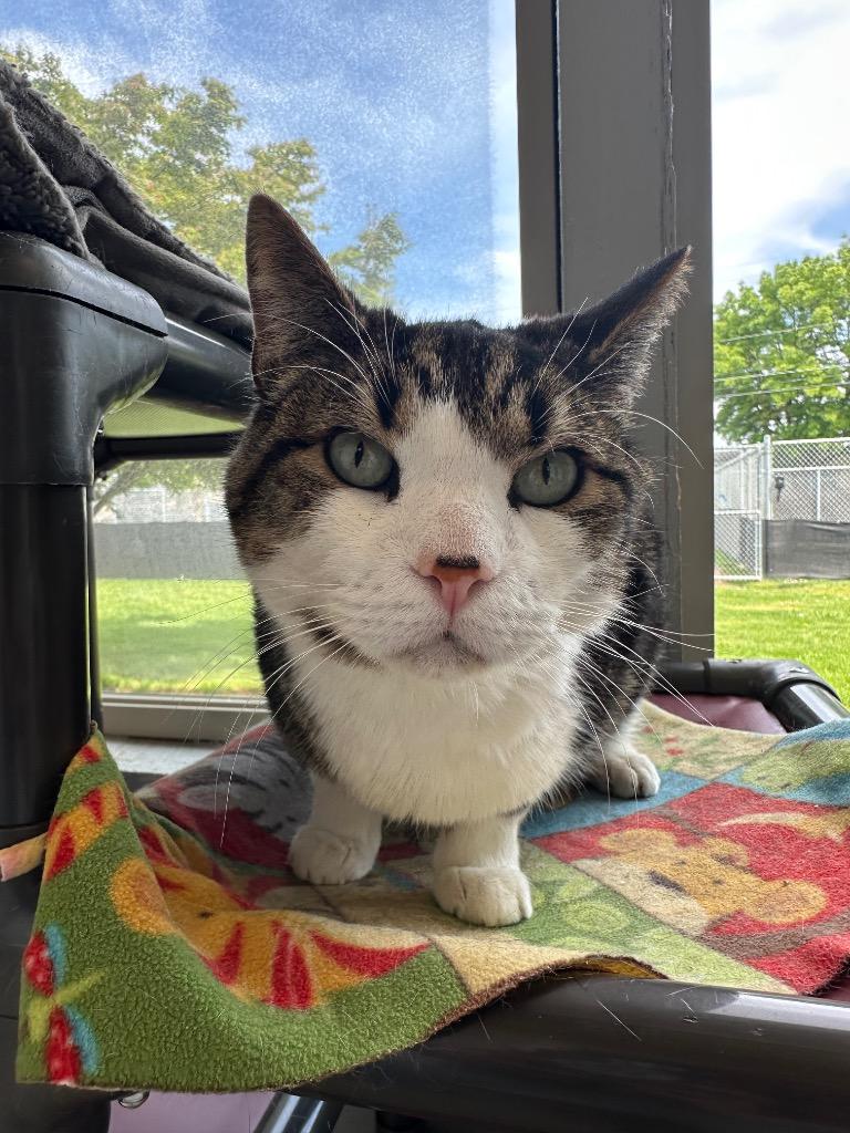 Dexter - Sponsored by Christine, Adoptable, Adult Male Domestic Short Hair.
