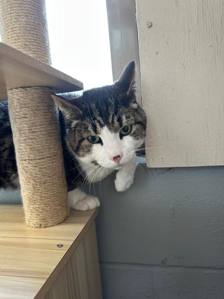 Enlarge Dexter - Sponsored by Christine, a Adoptable mixed breed in Newberg, OR image 2/5