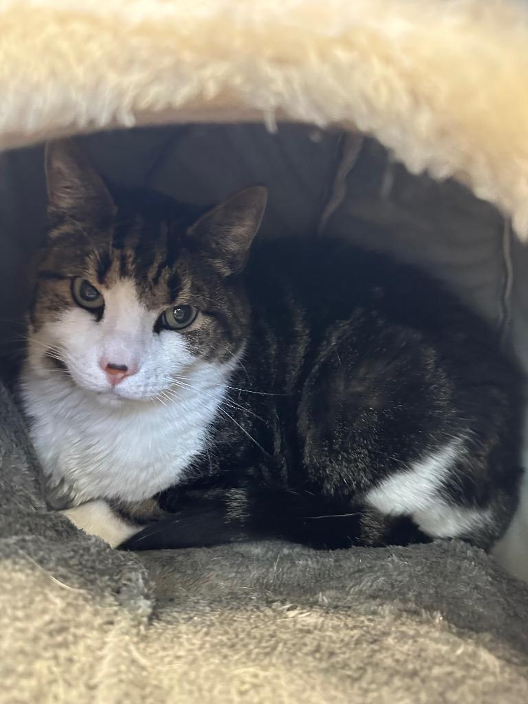 Enlarge Dexter - Sponsored by Christine, a Adoptable mixed breed in Newberg, OR image 3/5