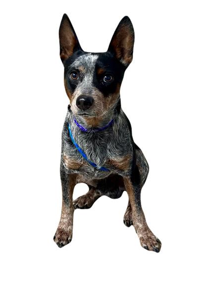 Calloway, Young Male Australian Cattle Dog / Blue Heeler