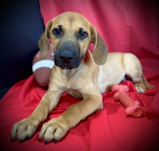 Laramie- Puppy #1 (ACAC Litter #3/2026), Adoptable, Puppy Male Labrador Retriever & Hound.