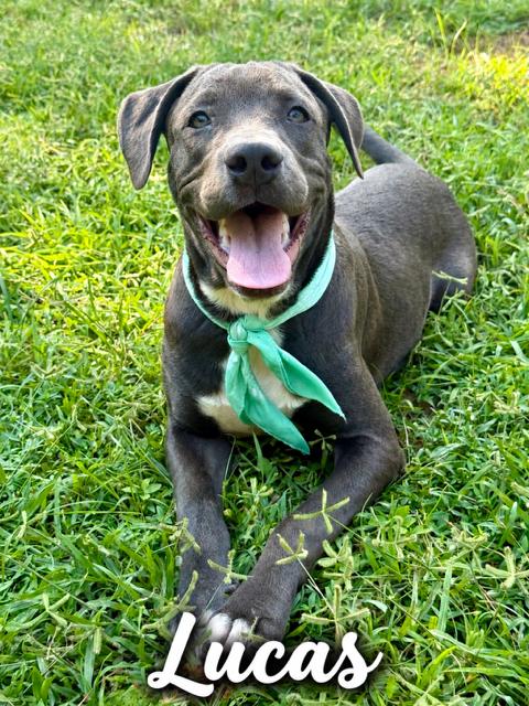 Enlarge Lucas, a Adoptable mixed breed in Zimmerman, MN image 2/2