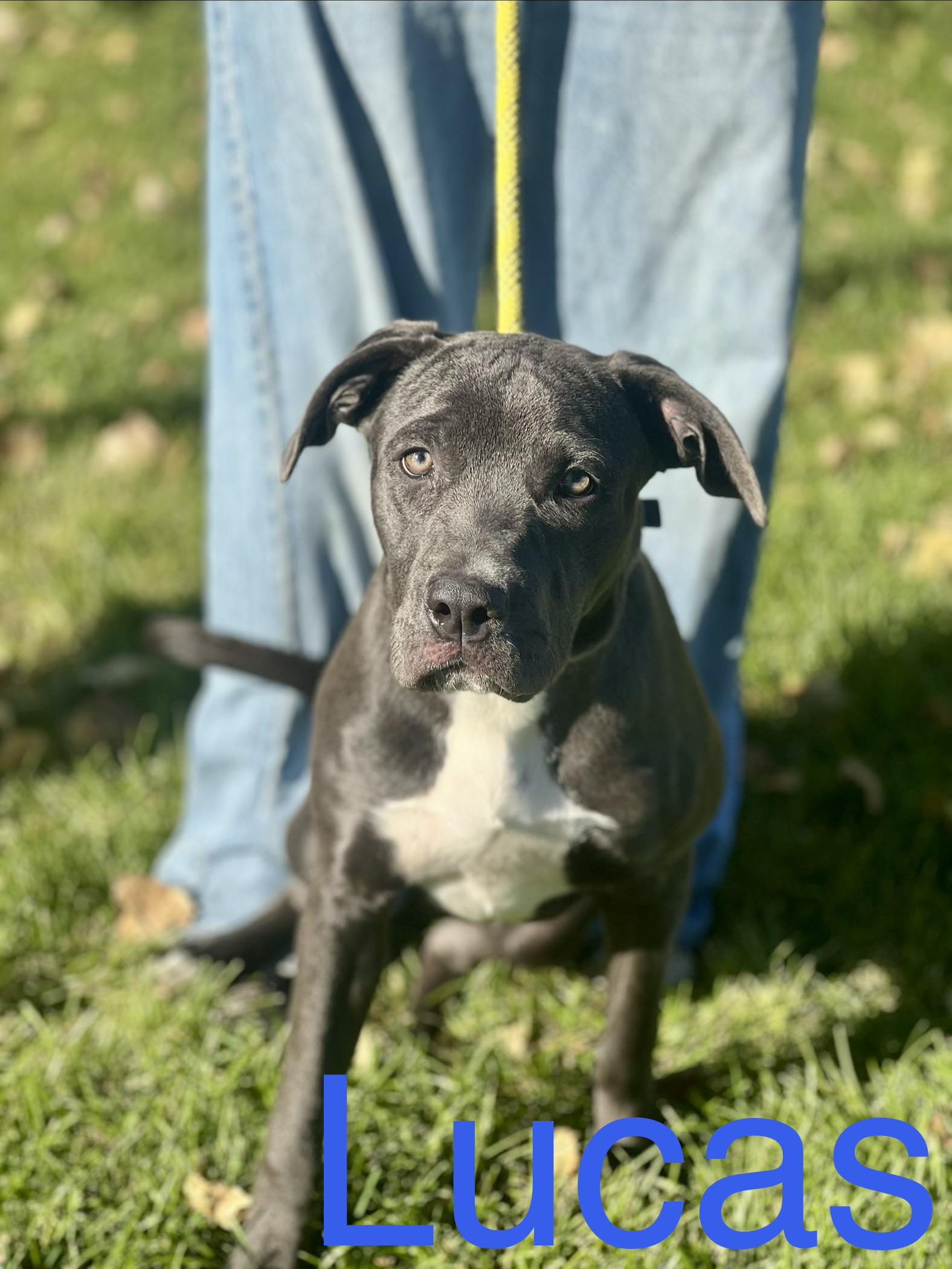 Enlarge Lucas, a Adoptable mixed breed in Zimmerman, MN image 1/2