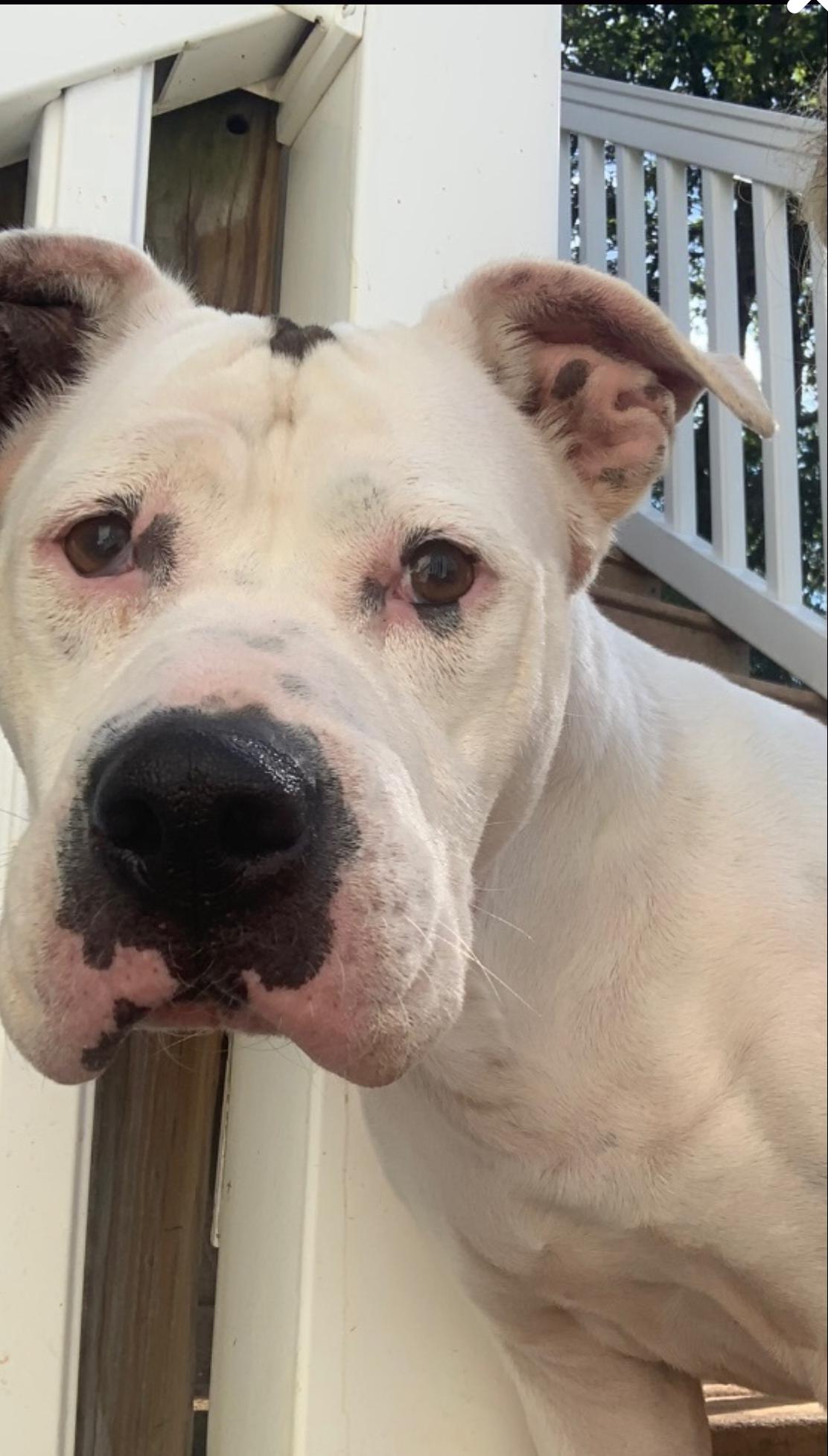 Willa, a Adoptable mixed breed in Kings Mountain, NC image 2/5