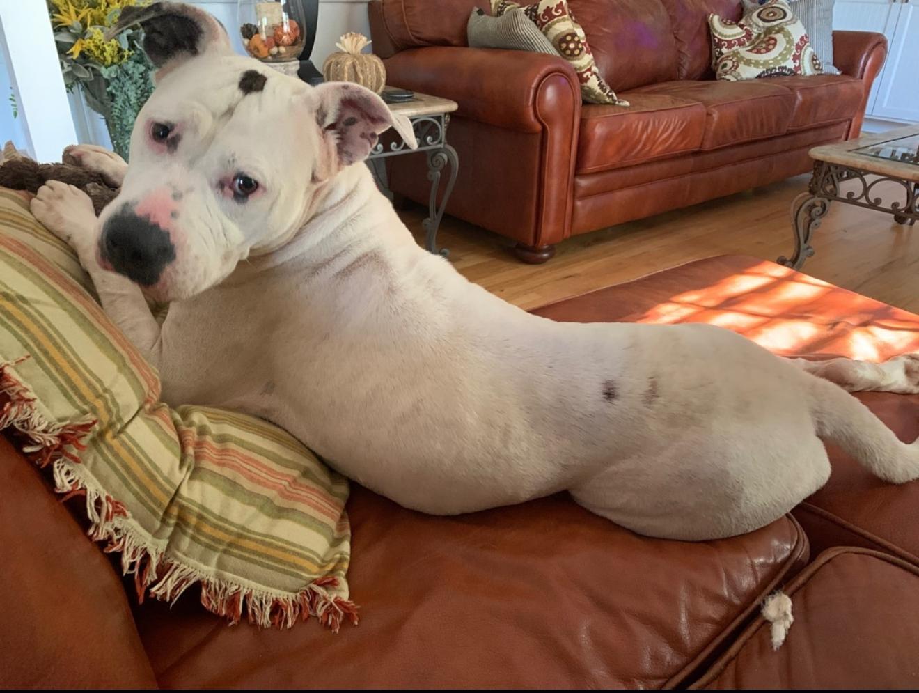 Willa, a Adoptable mixed breed in Kings Mountain, NC image 3/5