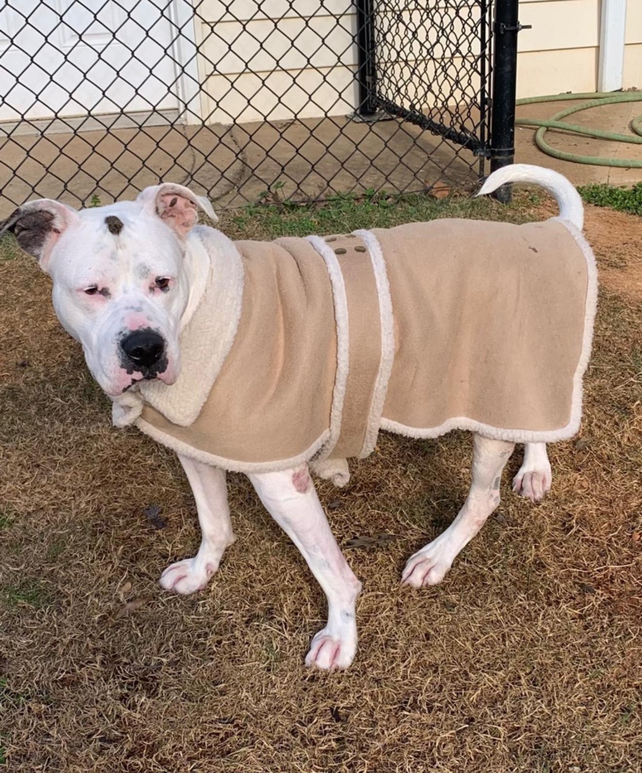 Willa, a Adoptable mixed breed in Kings Mountain, NC image 4/5