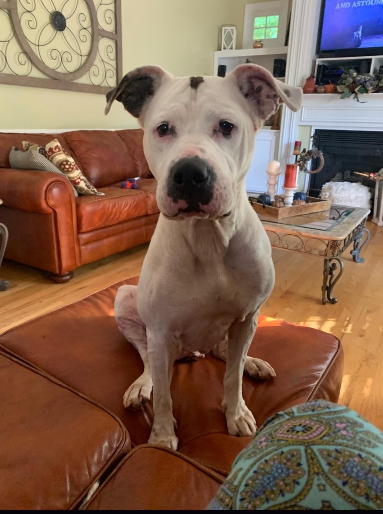 Willa, a Adoptable mixed breed in Kings Mountain, NC image 5/5