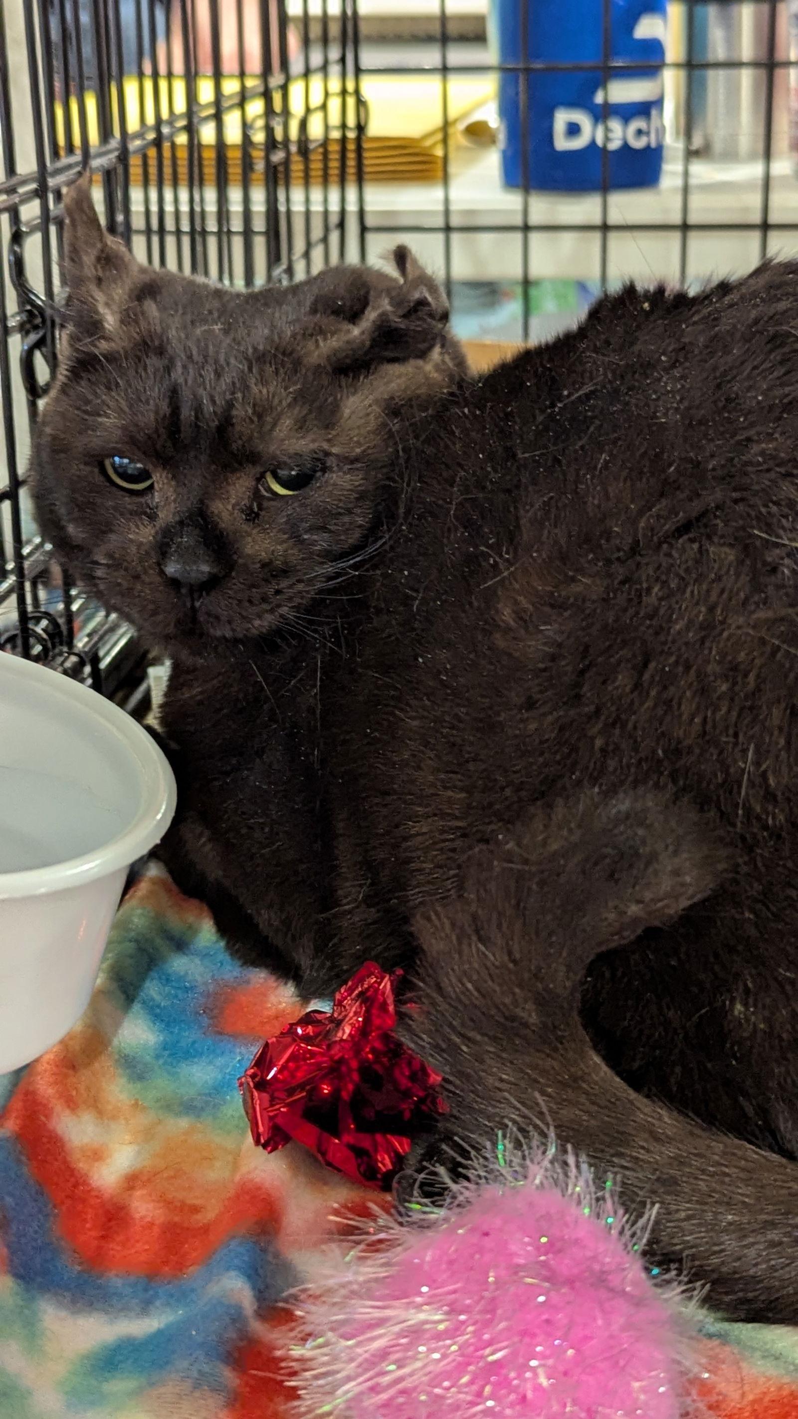 Baby 6247, Adoptable, Young Female Domestic Short Hair.