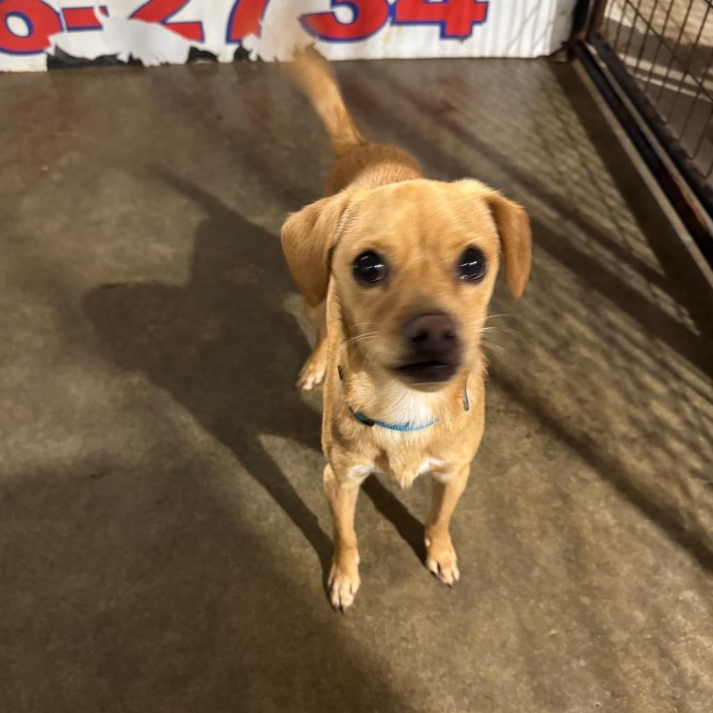 Miles, a Adoptable mixed breed in Newberg, OR image 1/6