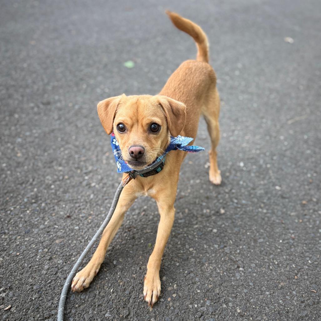 Miles, a Adoptable mixed breed in Newberg, OR image 2/6