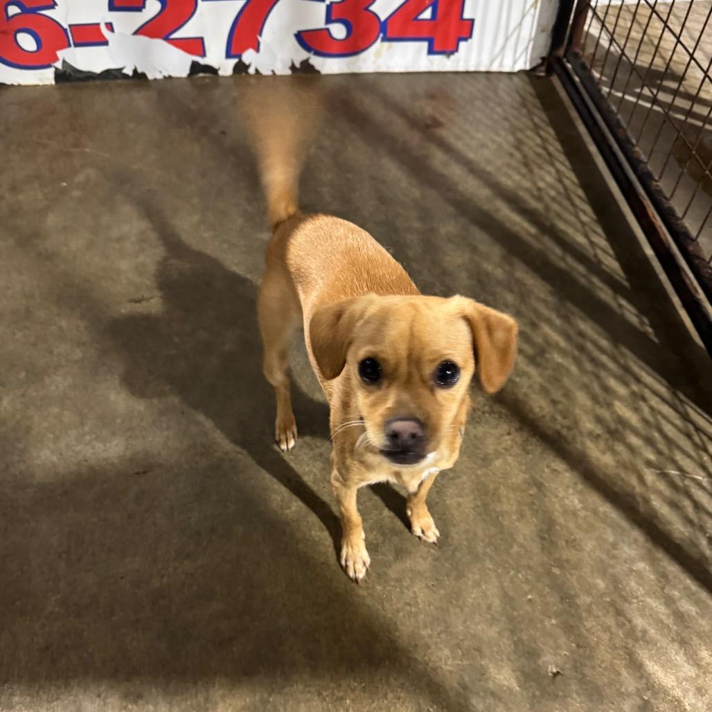 Miles, a Adoptable mixed breed in Newberg, OR image 3/6