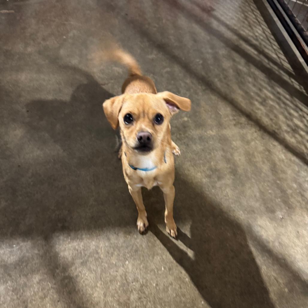 Miles, a Adoptable mixed breed in Newberg, OR image 4/6