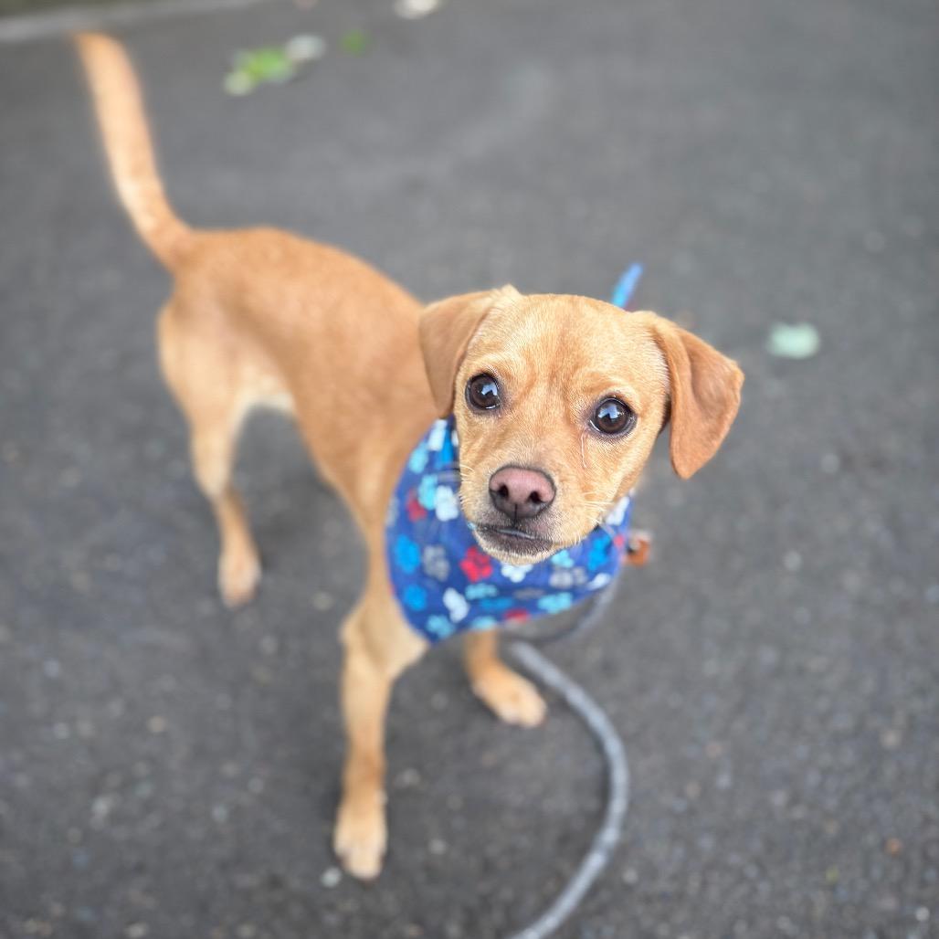 Miles, a Adoptable mixed breed in Newberg, OR image 5/6