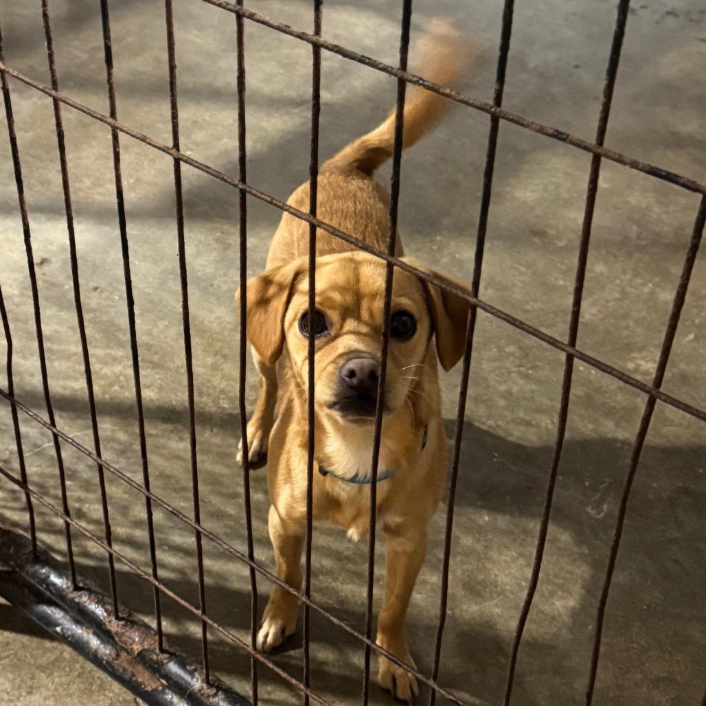 Miles, a Adoptable mixed breed in Newberg, OR image 6/6