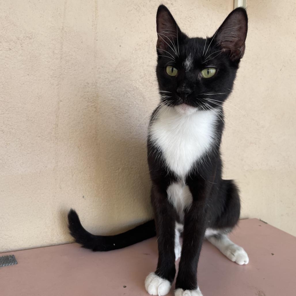 Diamante, Adoptable, Young Female Domestic Short Hair.